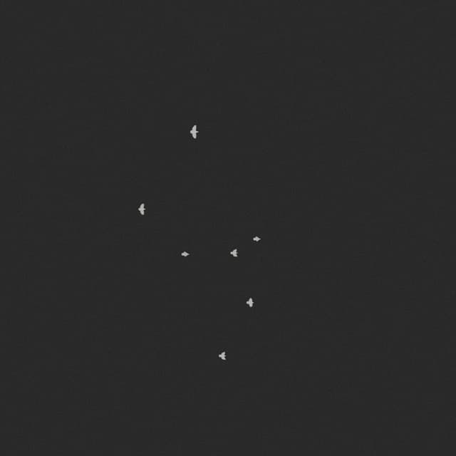 Doves Flock - Overhead - 001