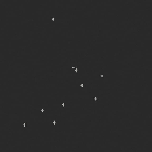 Doves Flock - Overhead - 002