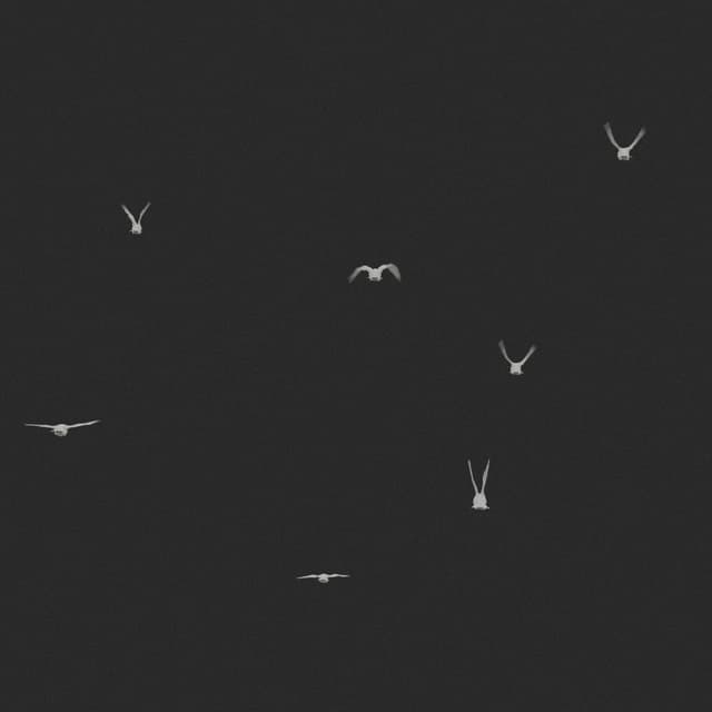 Doves Flock - Static - Away - 001