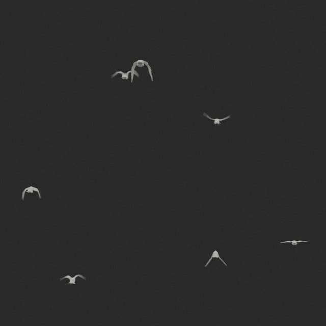 Doves Flock - Static - Away - 002