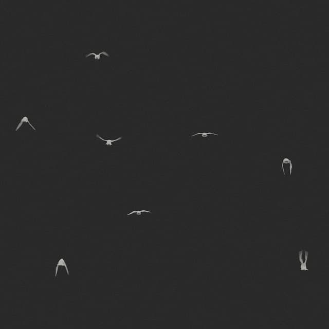 Doves Flock - Static - Away - 003