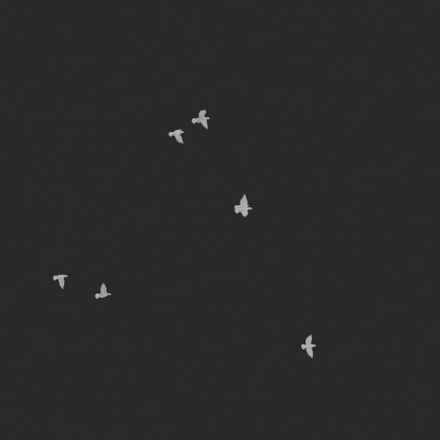 Doves Flock - Static - High Angle - 002