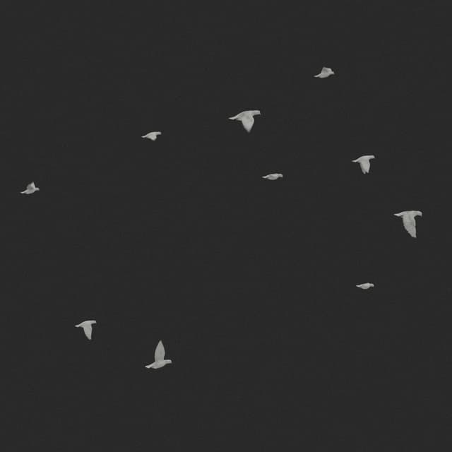 Doves Flock - Static - Horizon - 003