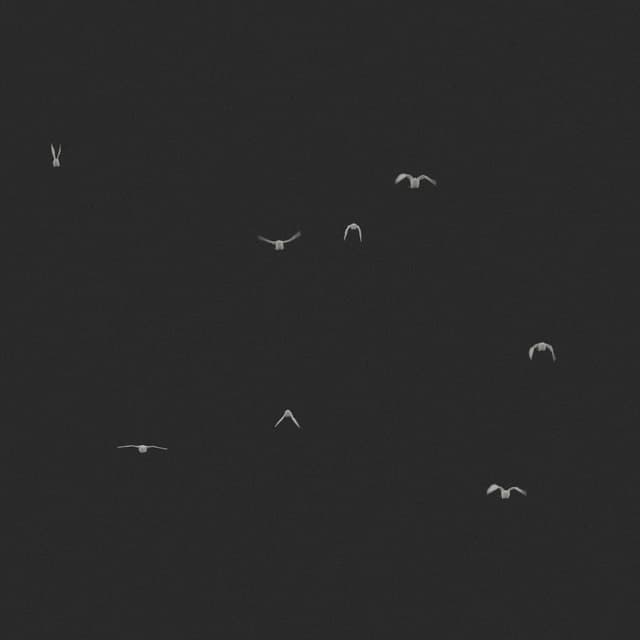 Doves Flock - Static - Toward - 002