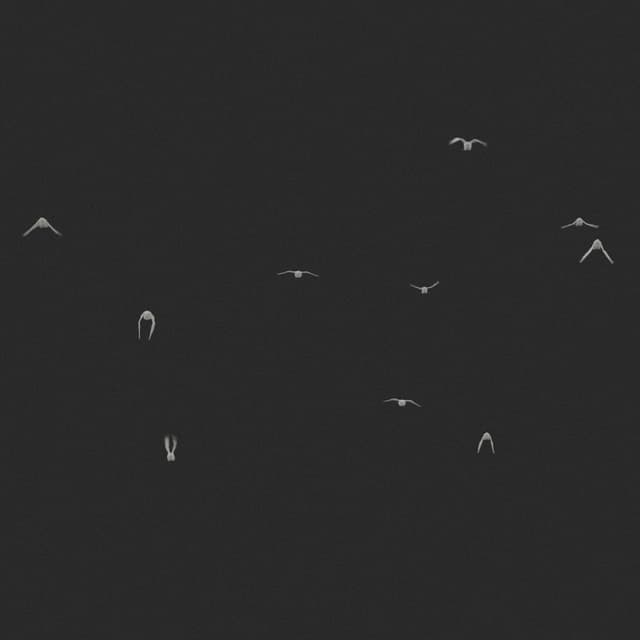 Doves Flock - Static - Toward - 003