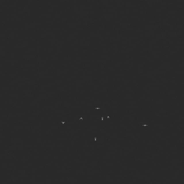 Doves Flock - Toward - Low Angle - 001