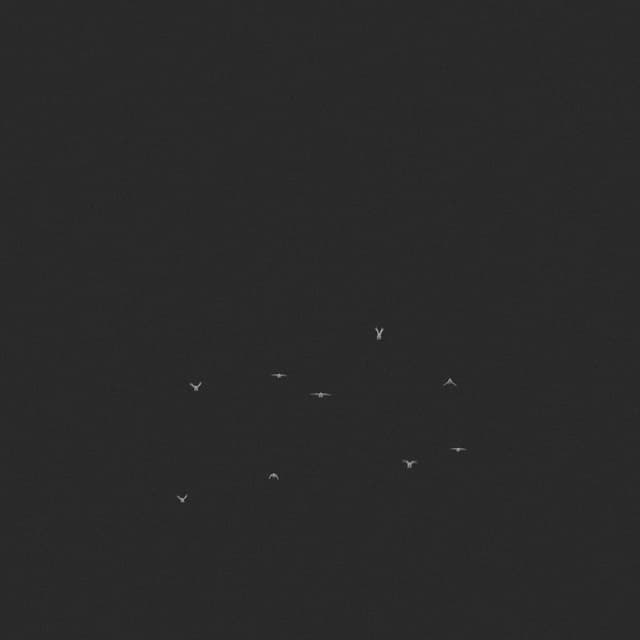 Doves Flock - Toward - Low Angle - 002