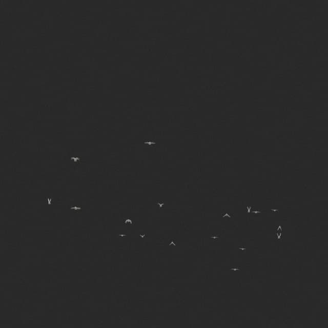 Doves Flock - Toward - Low Angle - 003