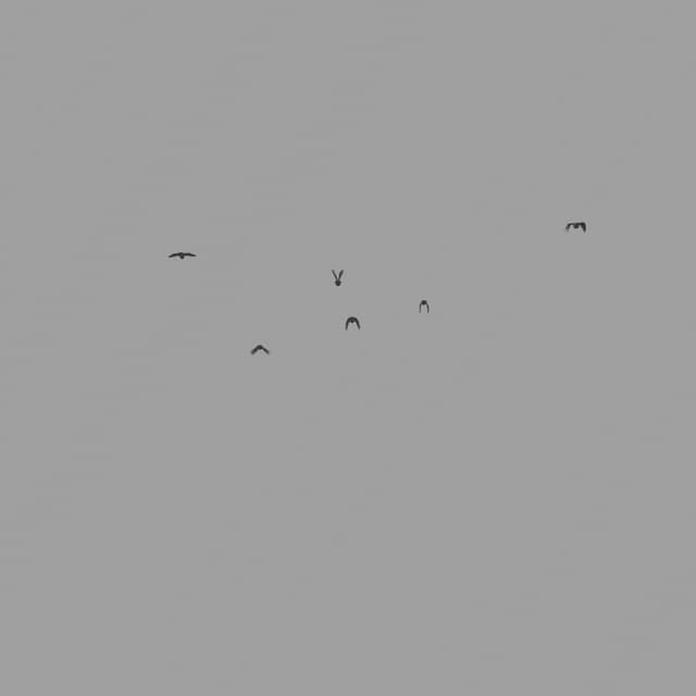 Pigeons Flock - Away - Low Angle - 001