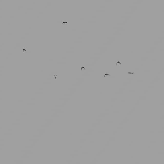 Pigeons Flock - Away - Low Angle - 002