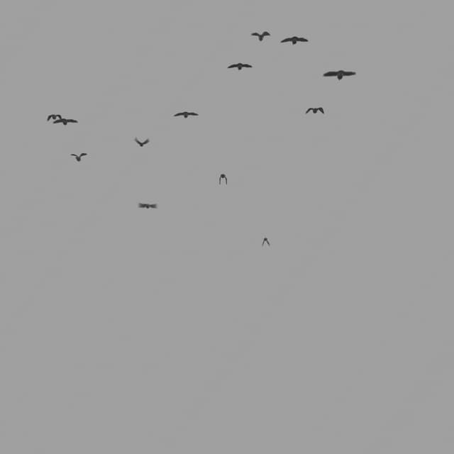 Pigeons Flock - Away - Low Angle - 003