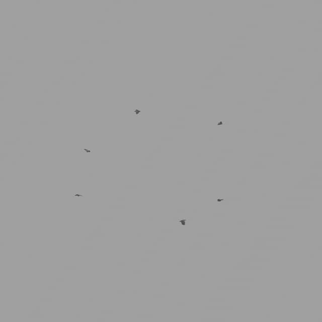 Pigeons Flock - Circling - High-Angle - 001