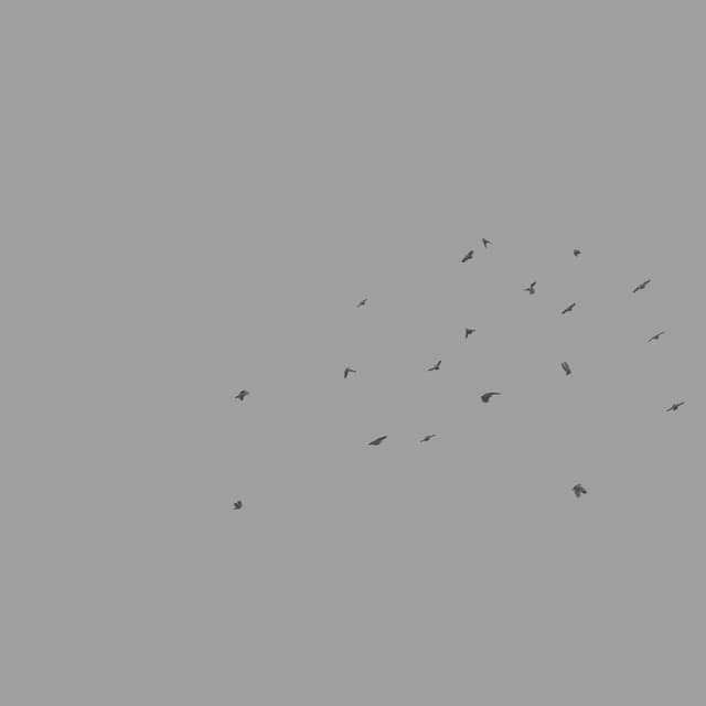 Pigeons Flock - Circling - High-Angle - 002