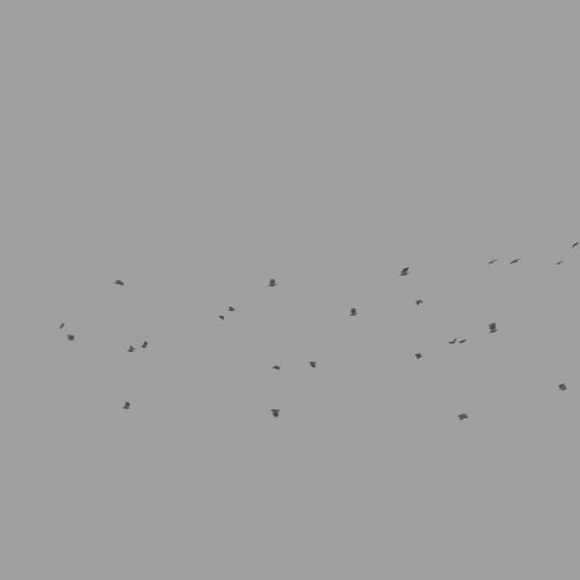 Pigeons Flock - Circling - High-Angle - 003