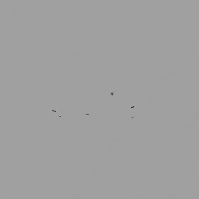 Pigeons Flock - Circling - Horizon - 001