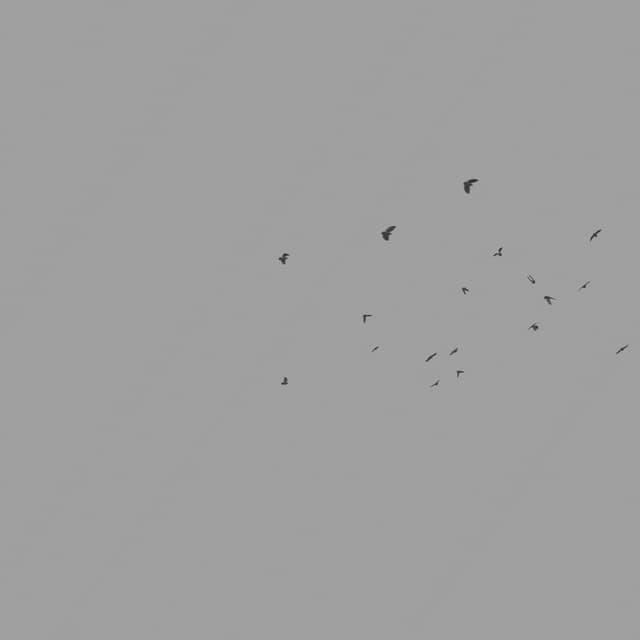 Pigeons Flock - Circling - Horizon - 002