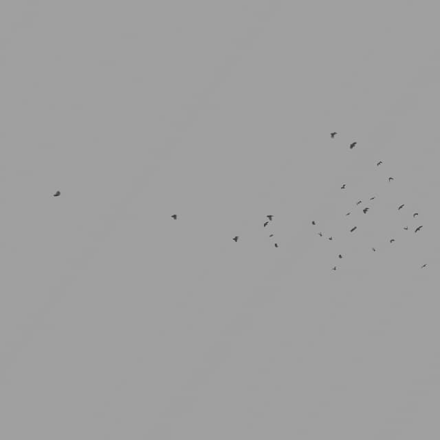 Pigeons Flock - Circling - Horizon - 003