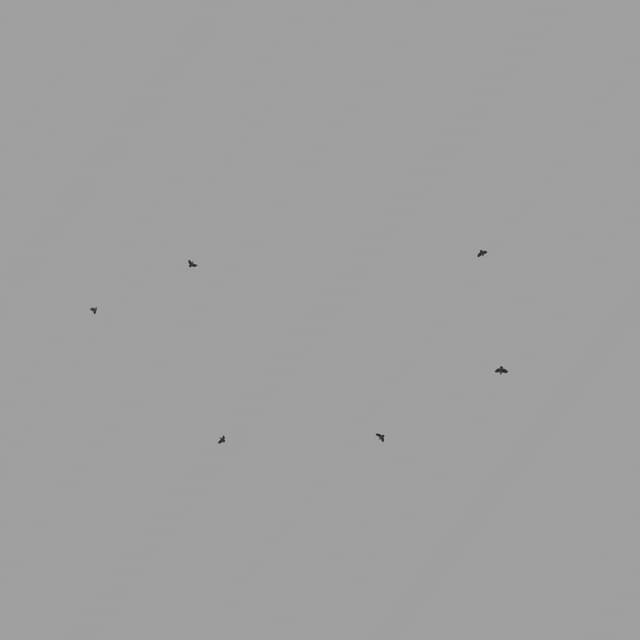 Pigeons Flock - Circling - Low Angle - 001