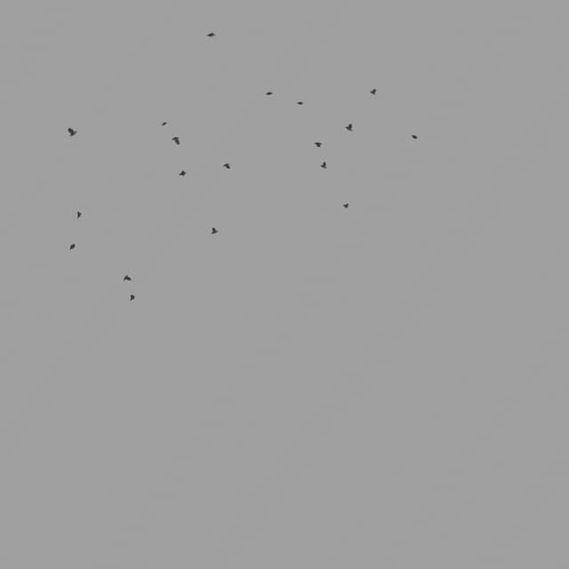 Pigeons Flock - Circling - Low Angle - 002