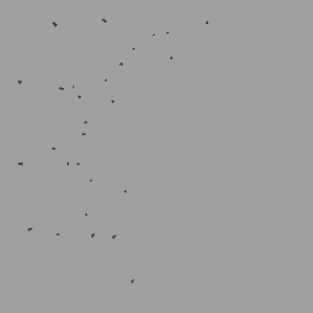 Pigeons Flock - Circling - Low Angle - 003