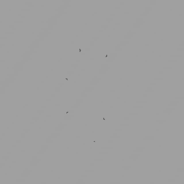 Pigeons Flock - Circling - Overhead - 001