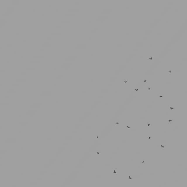 Pigeons Flock - Circling - Overhead - 002