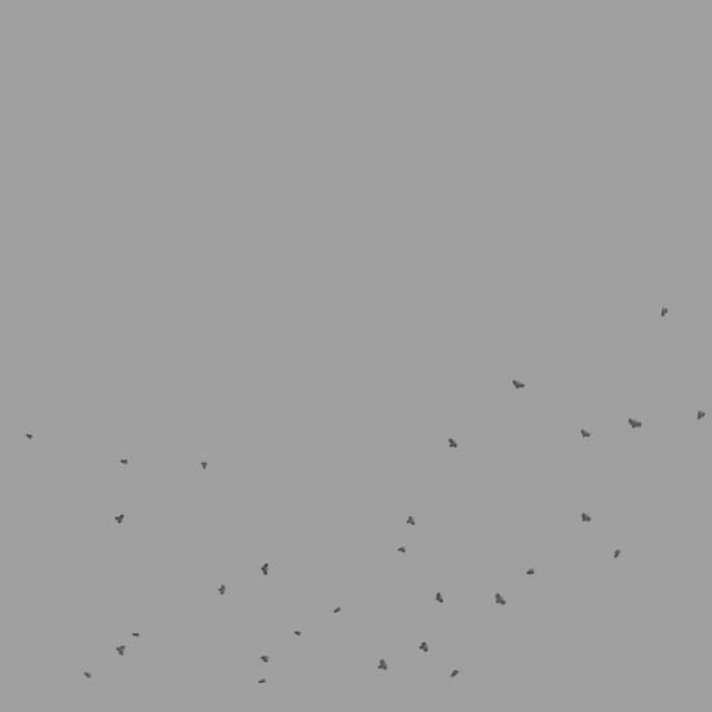 Pigeons Flock - Circling - Overhead - 003