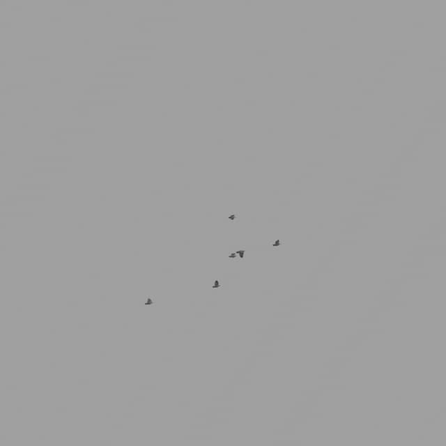 Pigeons Flock - High Angle - 001