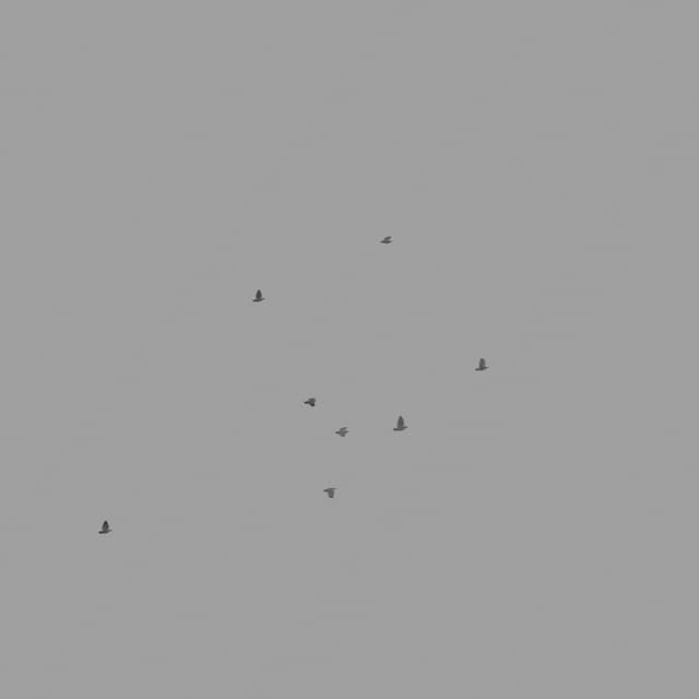 Pigeons Flock - High Angle - 002