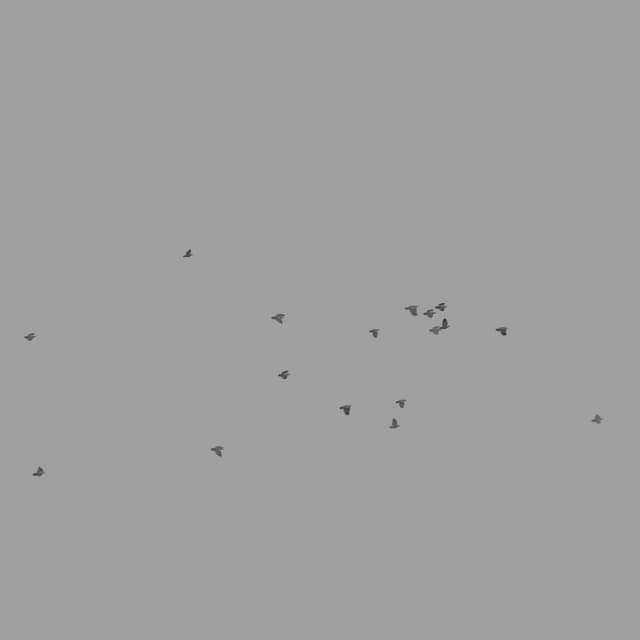 Pigeons Flock - High Angle - 003