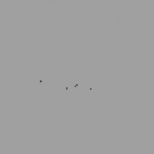 Pigeons Flock - Horizon - 001