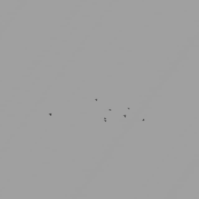 Pigeons Flock - Horizon - 002