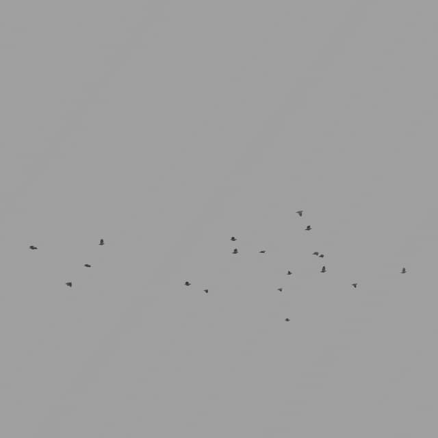 Pigeons Flock - Horizon - 003