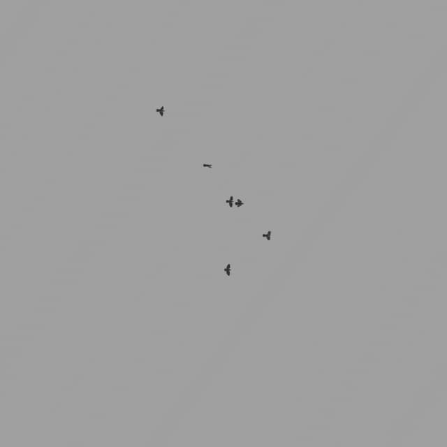 Pigeons Flock - Low Angle - 001