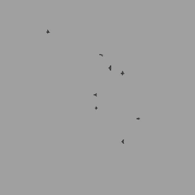 Pigeons Flock - Low Angle - 002