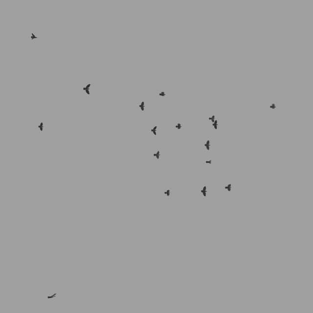 Pigeons Flock - Low Angle - 003