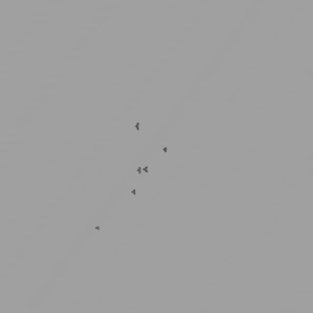 Pigeons Flock - Overhead - 001