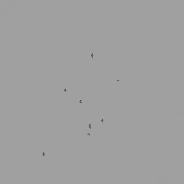 Pigeons Flock - Overhead - 002