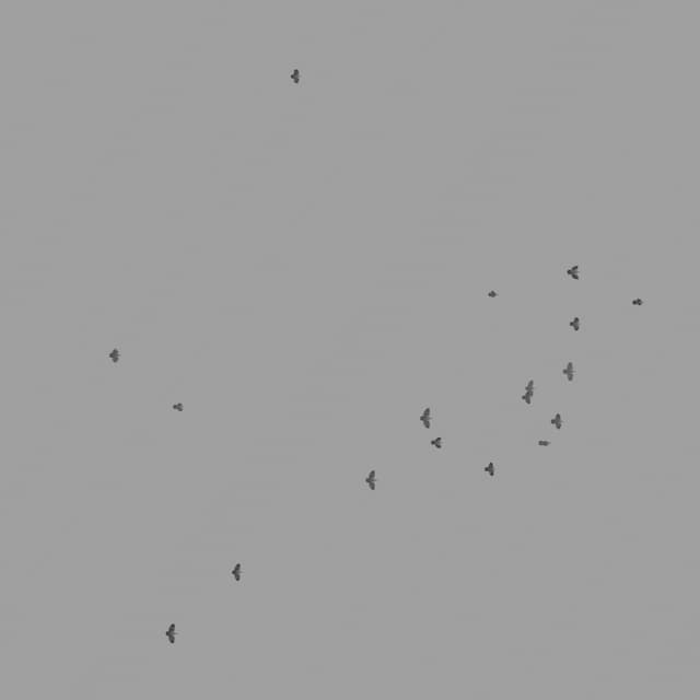 Pigeons Flock - Overhead - 003