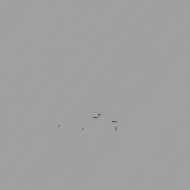 Pigeons Flock - Toward - Low Angle - 001