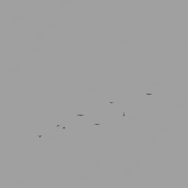 Pigeons Flock - Toward - Low Angle - 002