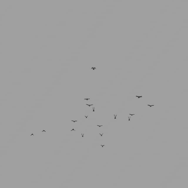 Pigeons Flock - Toward - Low Angle - 003