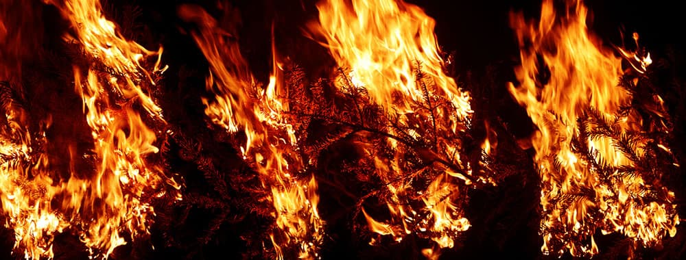 Burning Branches - Pack 2