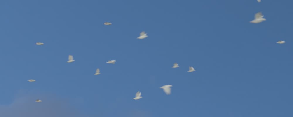 Doves Flock - Pack 1