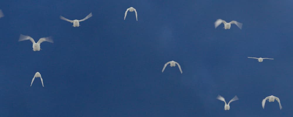Doves Flock - Pack 2